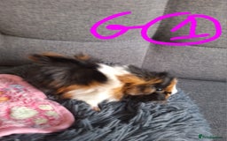 Guinea Pig rodents for sale: 😍 Lovely sows and one boar 💚  - Image 9