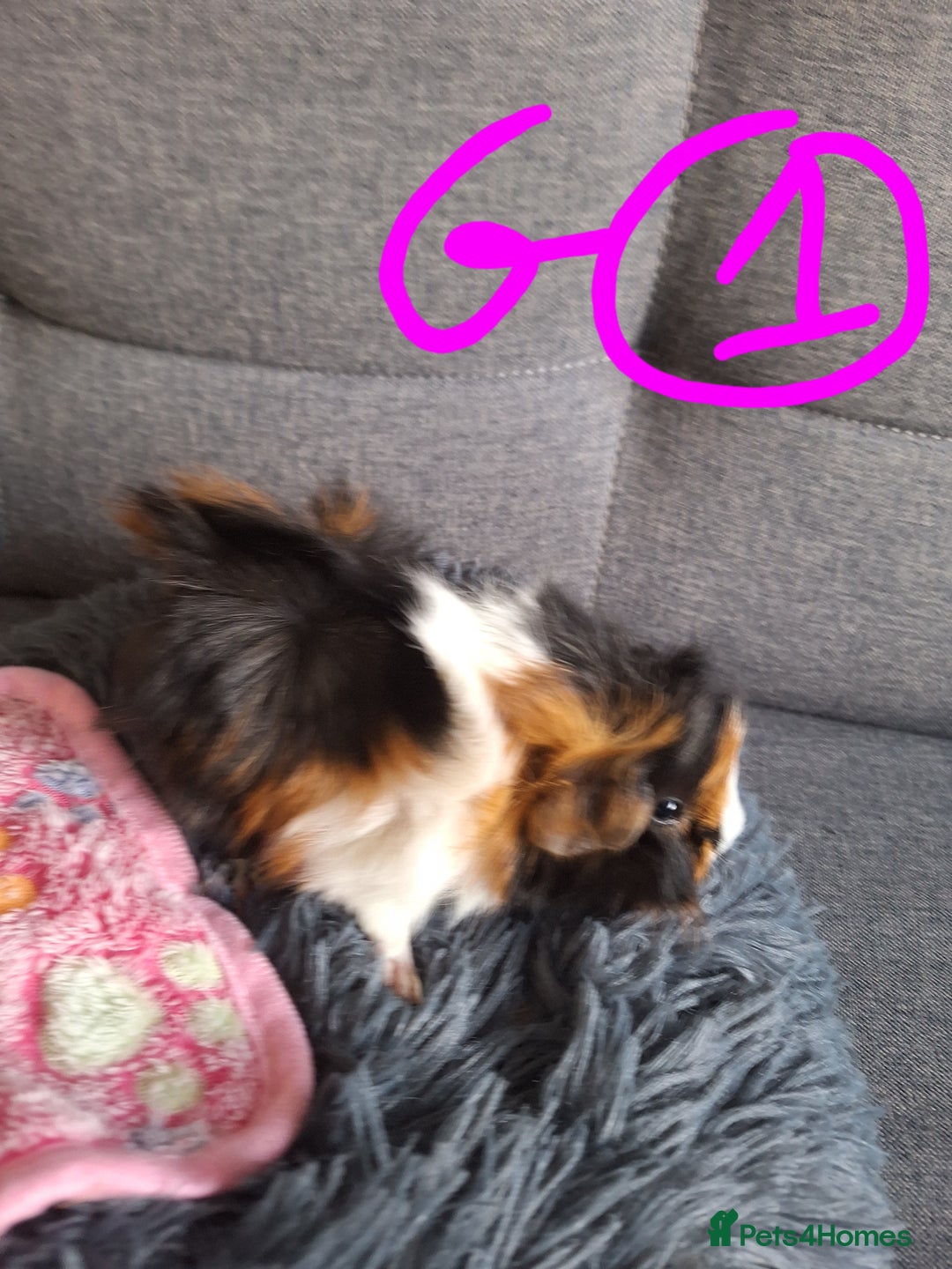 Guinea Pig rodents for sale: 😍 Lovely sows and one boar 💚  - Image 9