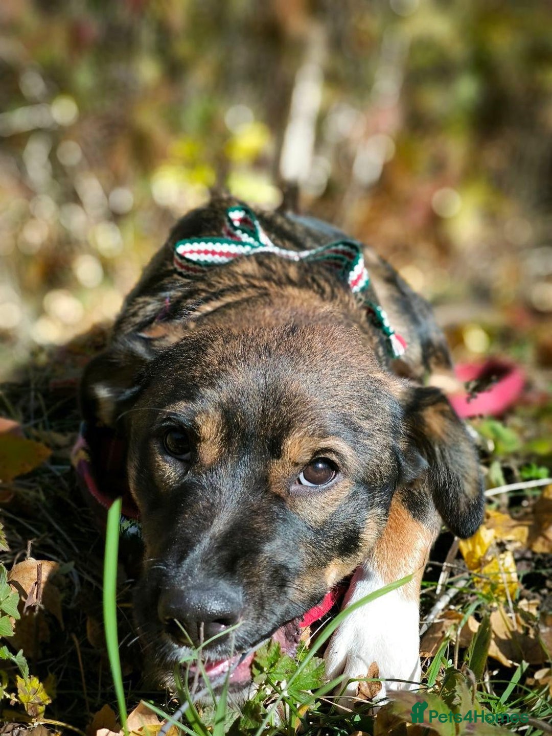 Mixed Breed dogs for adoption: 💙🐶 KOKOS 🐶💙 - Advert 21