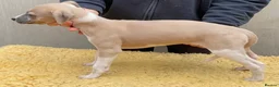 Whippet dogs for sale: Beautiful Whippet Puppies  - Advert 7