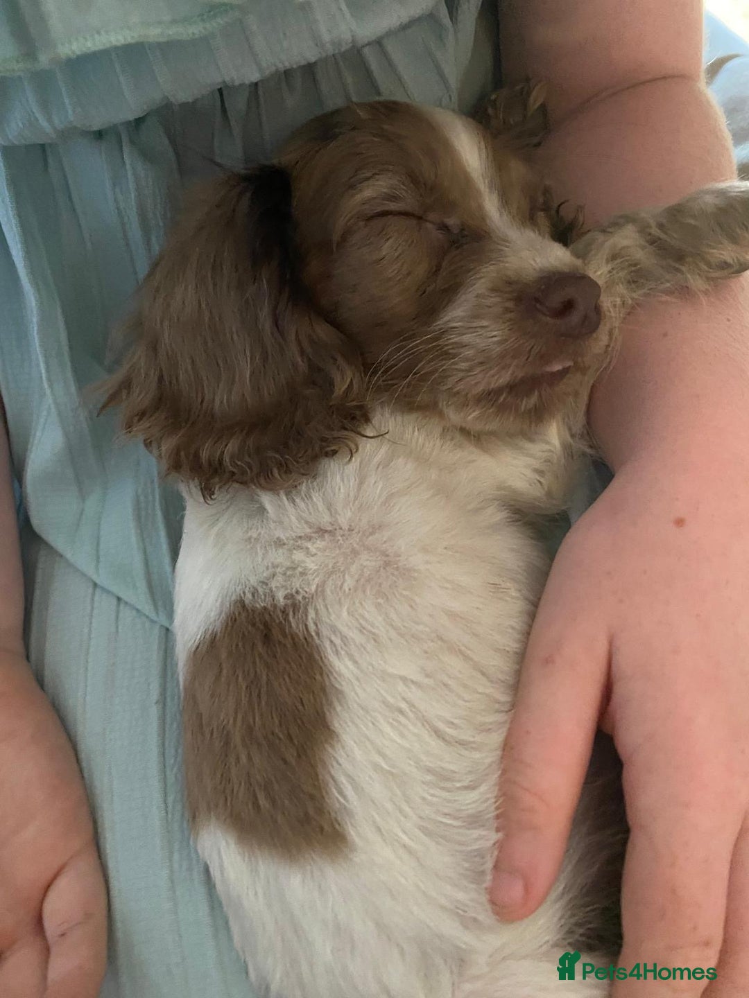 Sprocker dogs for sale: Sprocker Spaniels  - Image 3