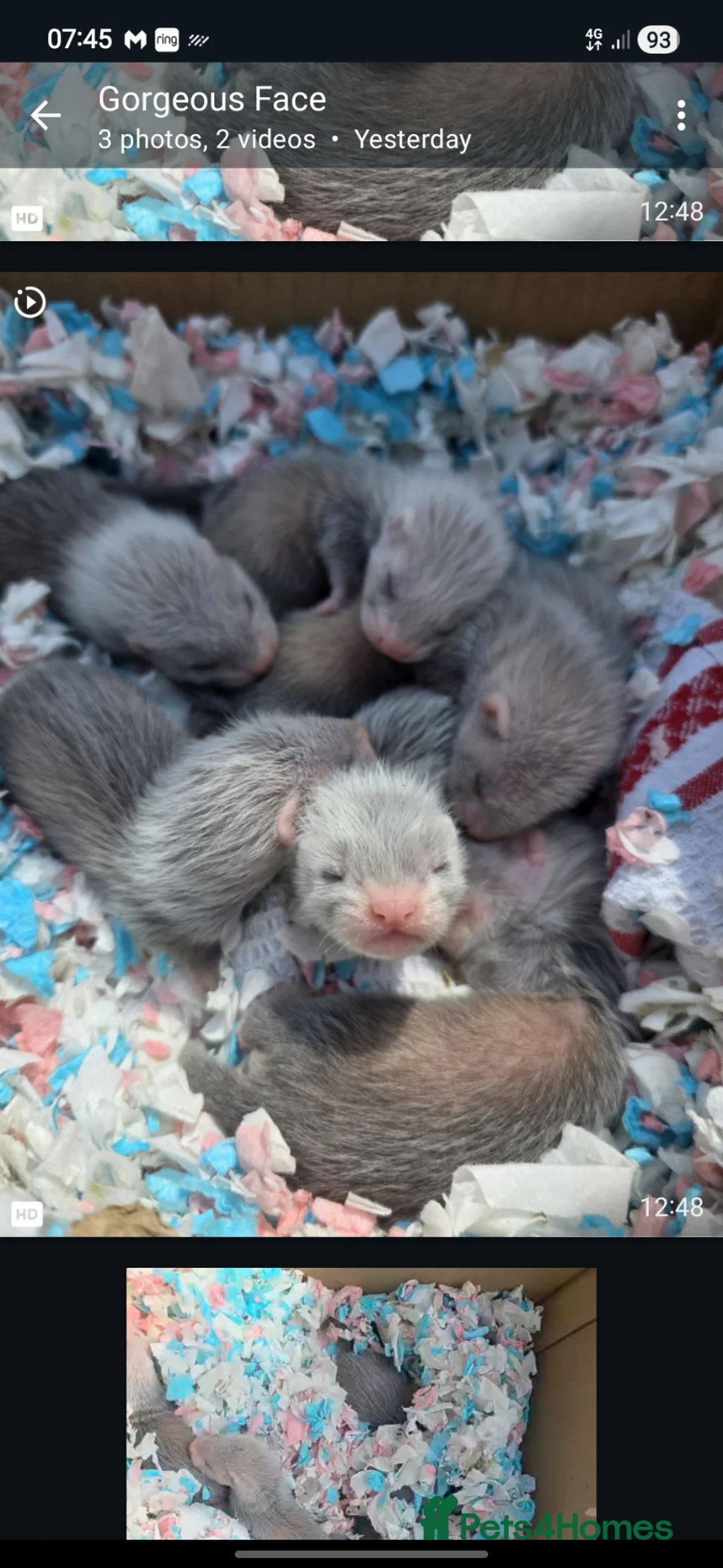 Ferret rodents for sale: Ferrets for sale  - Advert 2