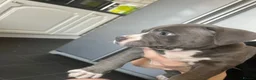 American Bully dogs for sale: American Bully Male - Advert 3