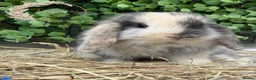 Mini Lop rabbits for sale: Gorgeous Pure Bred Mini Lops - Advert 9