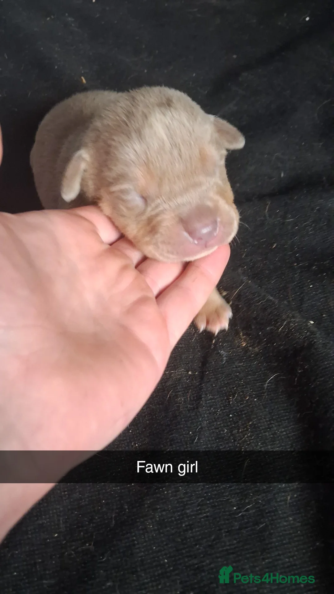 Mixed Breed dogs for sale: Rottweiler cross  - Advert 2