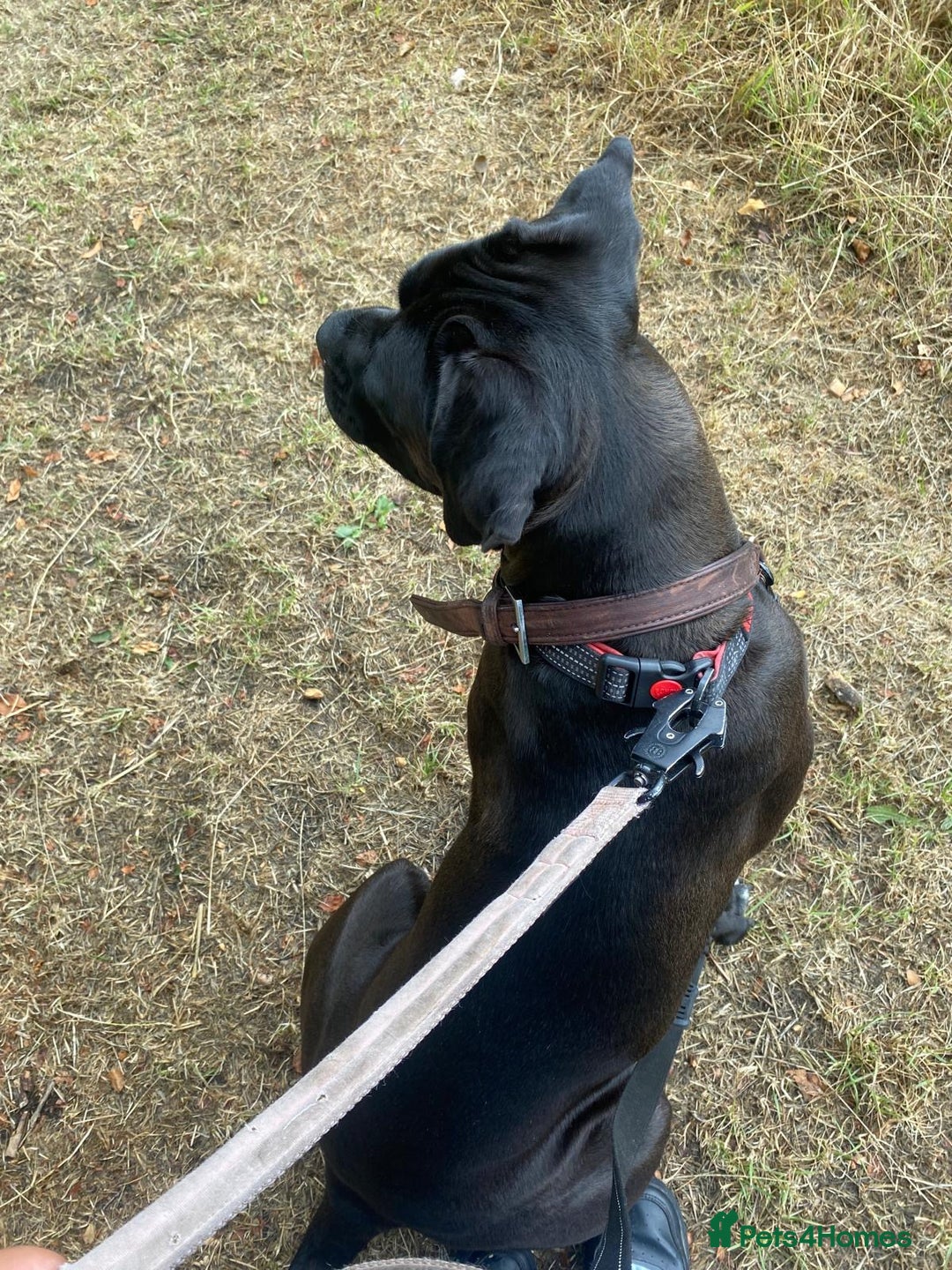 Cane Corso dogs for sale: Roxanna , aka. Roxy  - Image 2