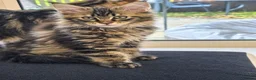 Maine Coon cats for sale: Tested SMA,PK,HCM,boy and girls.Maine Coon Kittens - Advert 5