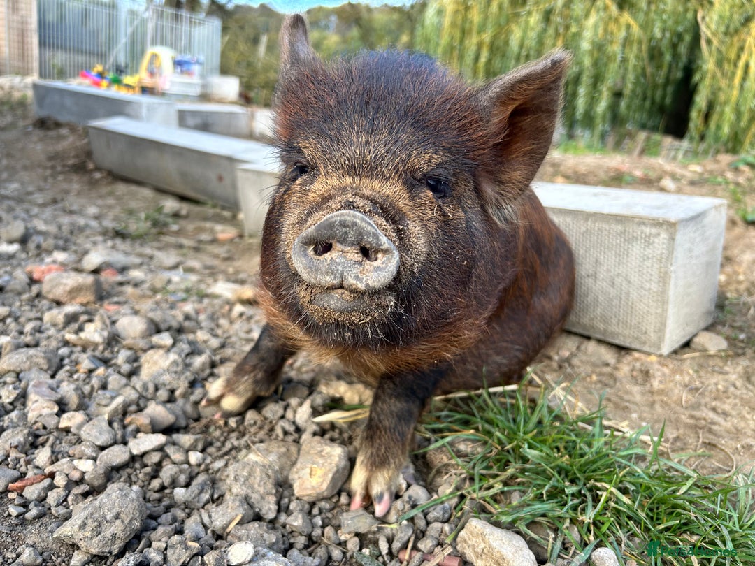 Pig livestock for sale: Mixed KuneKune Pigs - Advert 6