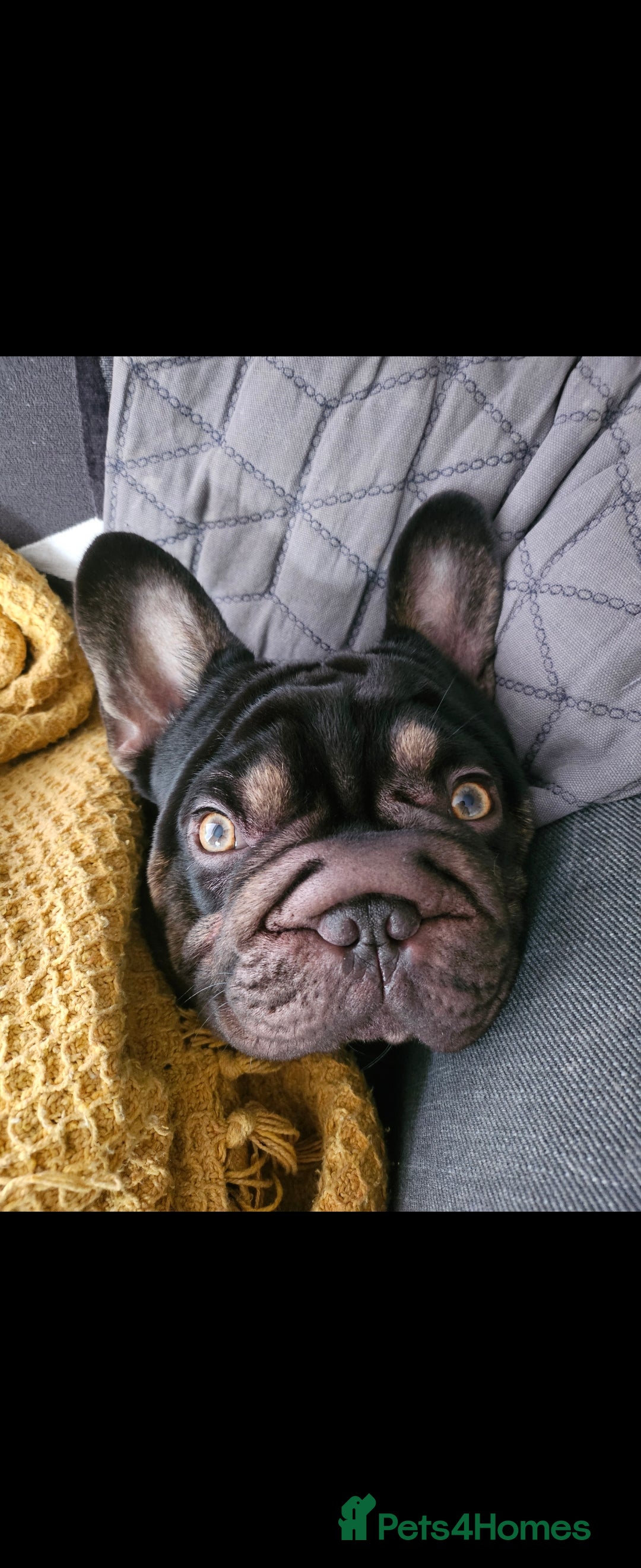 French Bulldog dogs for sale: Dugi is looking for his forever home  - Advert 13