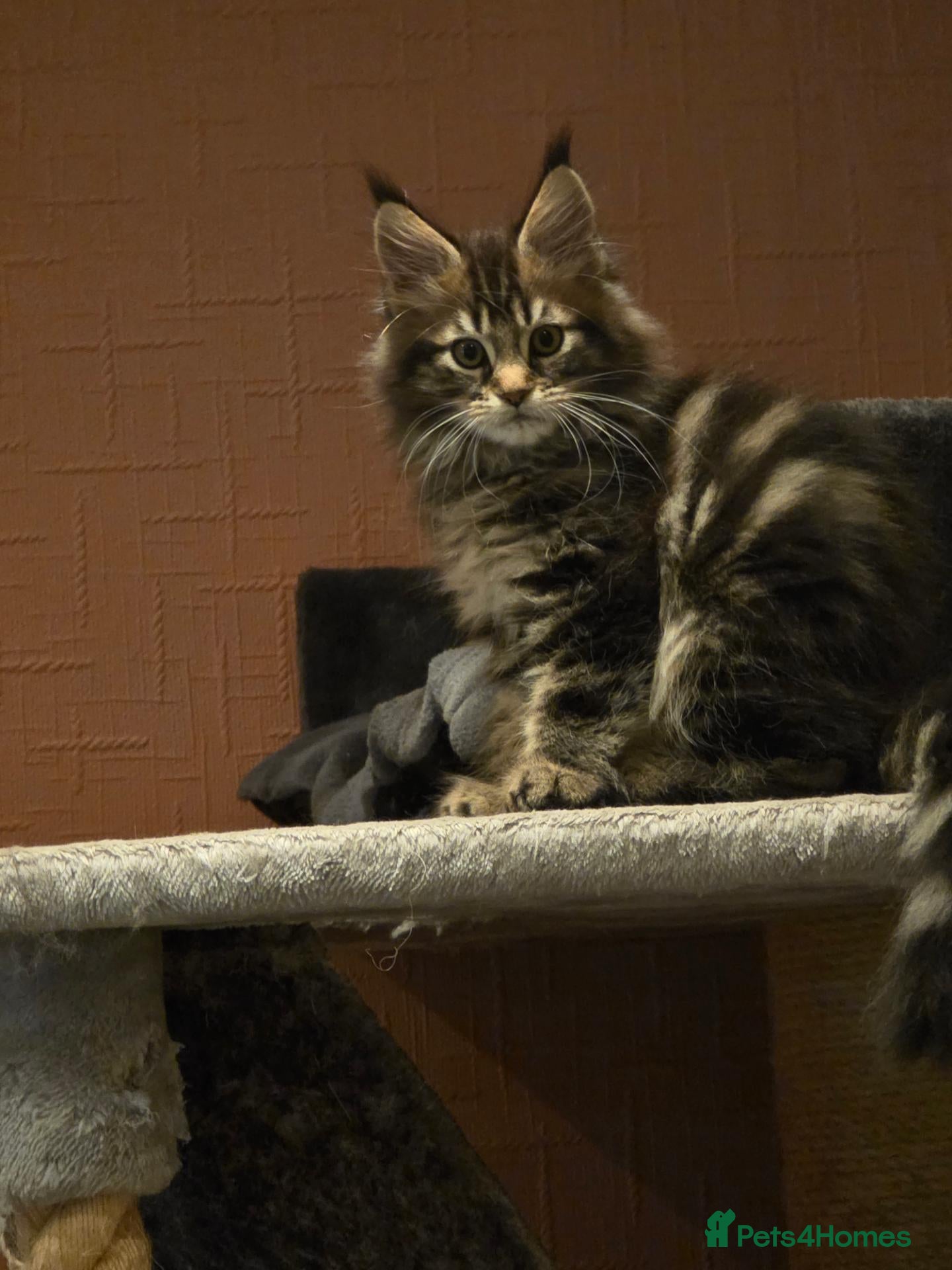 Maine Coon cats XL stunning maine coon kittens - Advert 1