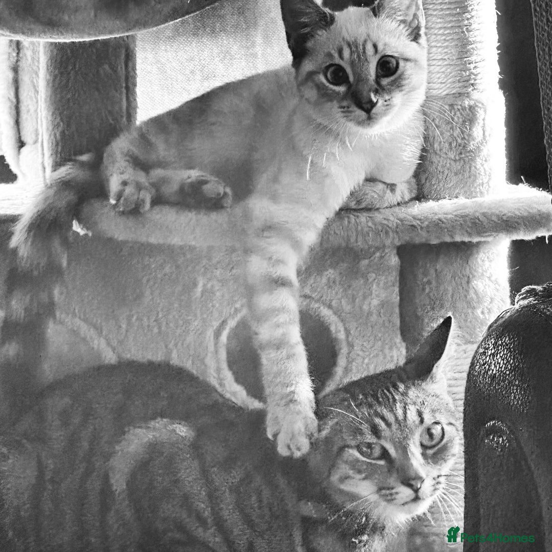 Siamese cats for sale: Beautiful Siamese Looking for a Loving Home  - Advert 4