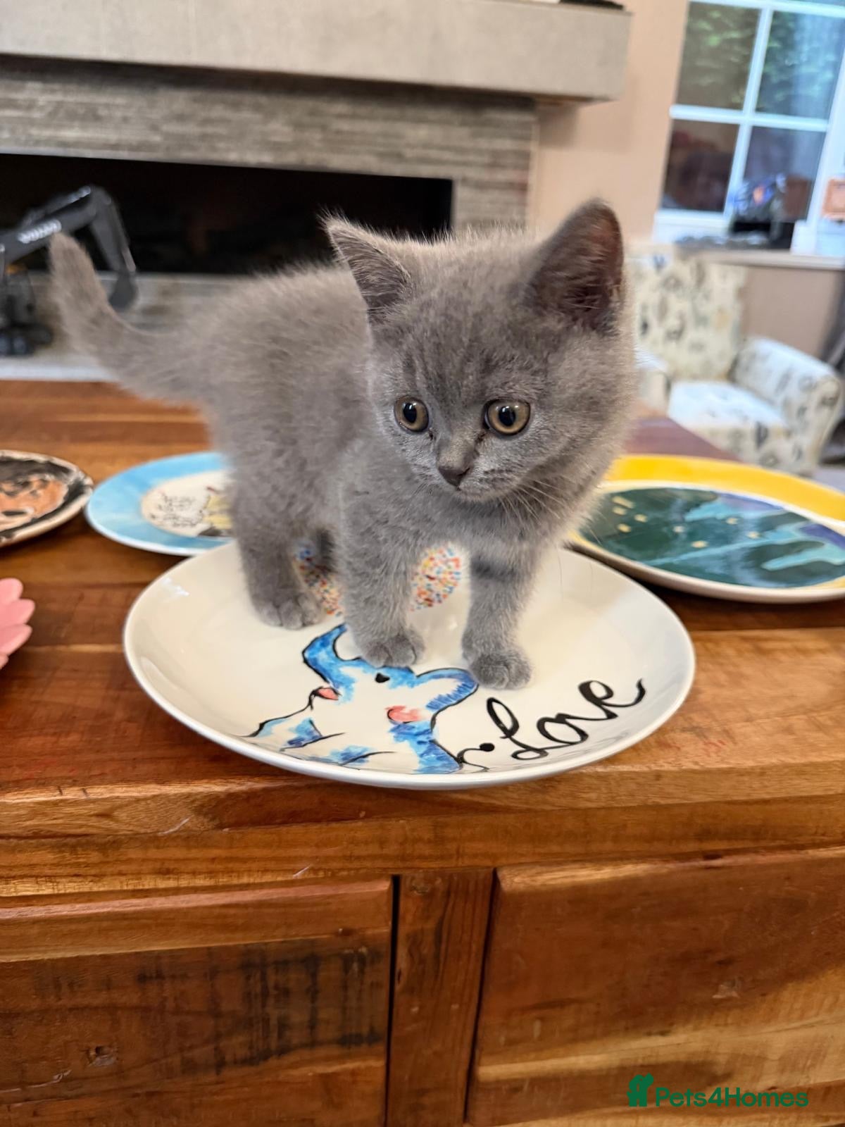 British Shorthair cats 🐾 Pedigree British Shorthair Kitten 🐾 - Advert 1