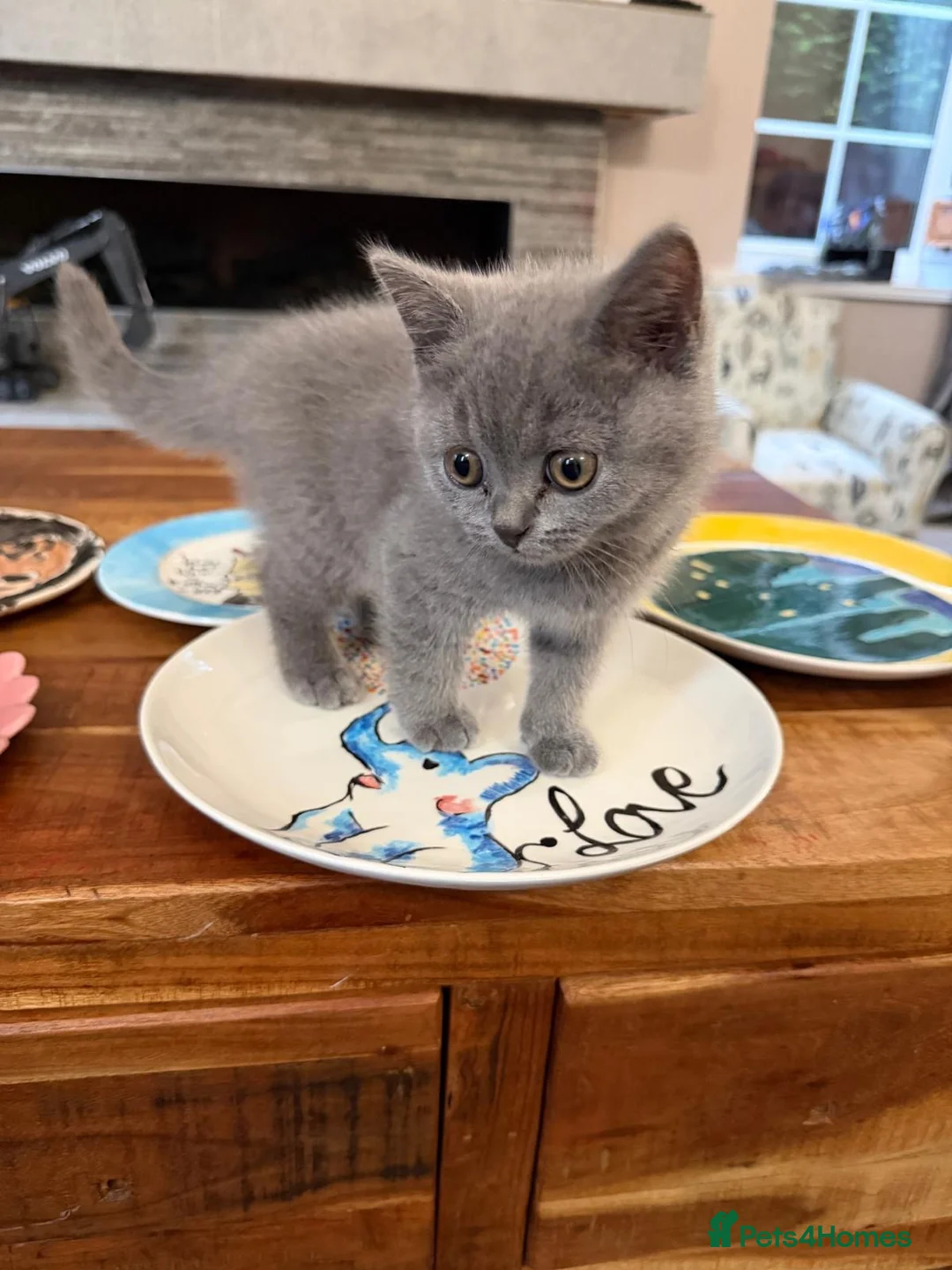 British Shorthair cats for sale: 🐾 Pedigree British Shorthair Kitten 🐾 in Rochdale - Advert 1