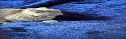 British Shorthair cats for sale: British shorthair kittens top pedigree ready now ! - Advert 8