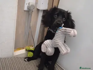 Cockalier dogs Female cockalier 7 months old - Advert 1