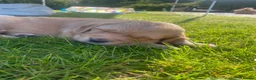 Golden Retriever dogs for sale: Golden Retriever Puppies in Thatcham - Advert 29
