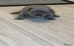 French Bulldog dogs for sale: French bulldog puppies - Image 6