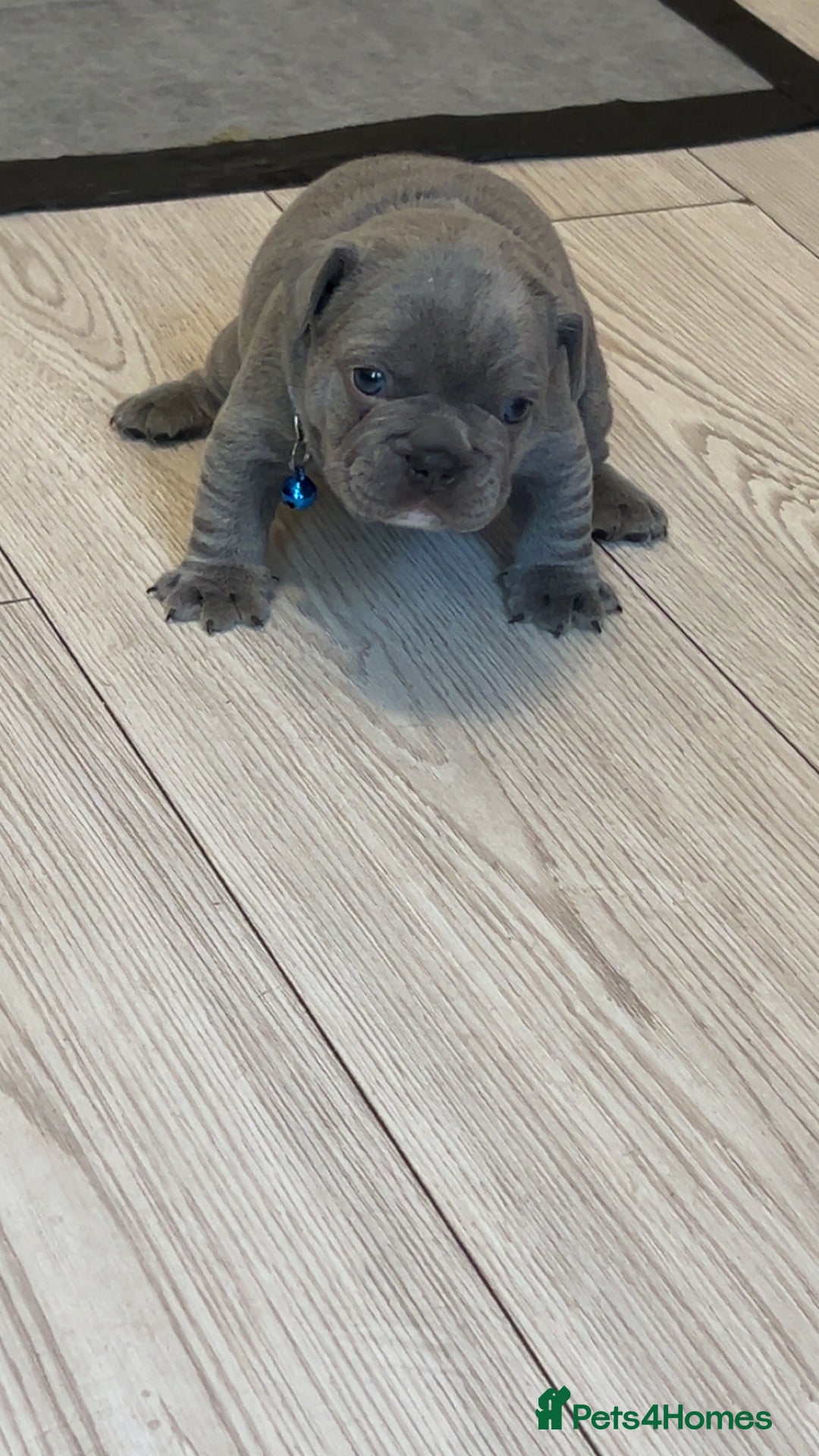 French Bulldog dogs for sale: French bulldog puppies - Image 6