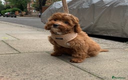 Cavapoo dogs for sale: F1 CAVAPOO BABIES 5🌟LICENSED BREEDER  - Image 22