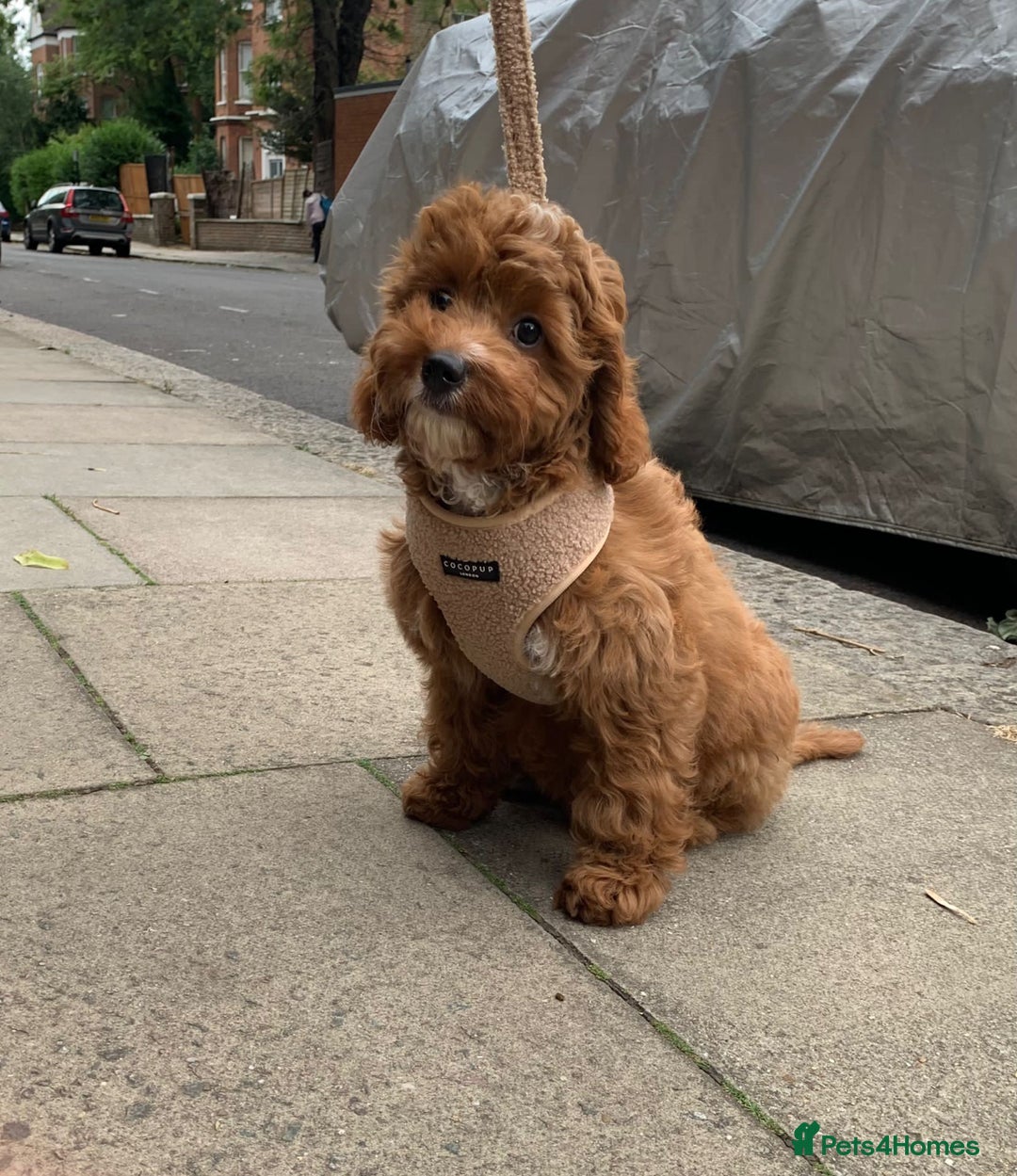 Cavapoo dogs for sale: F1 CAVAPOO BABIES 5🌟LICENSED BREEDER  - Image 22