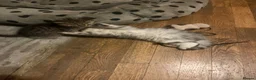 Persian cats for sale: Beautiful healthy Persian X Bengal kittens  - Advert 12