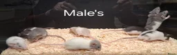 Rat rodents for sale: Baby Dumbo Rat's available, Males & Females  - Advert 13