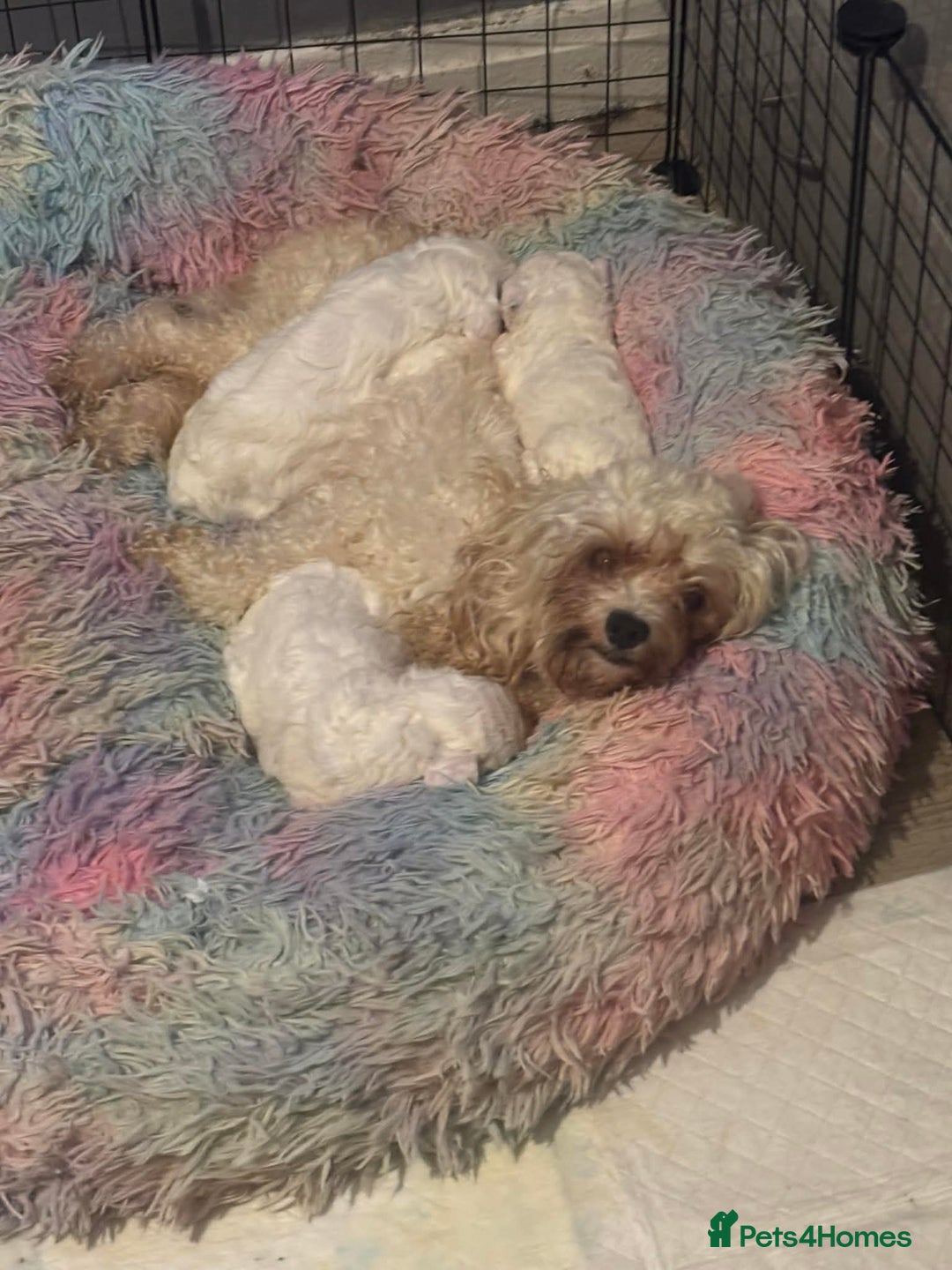 Cavapoo dogs for sale: F1B Cavapoo Puppies  - Advert 8