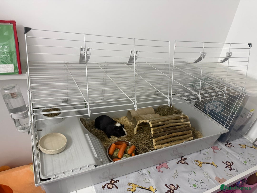 Guinea Pig rodents for sale: <1yo 2 Bonded Male Guinea Pig Boars with cage etc - Advert 5