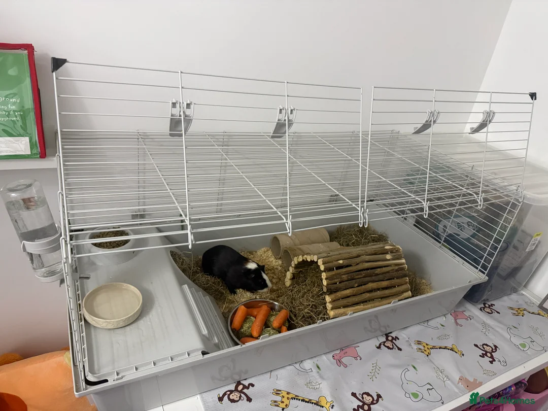 Guinea Pig rodents for sale: <1yo 2 Bonded Male Guinea Pig Boars with cage etc - Advert 5