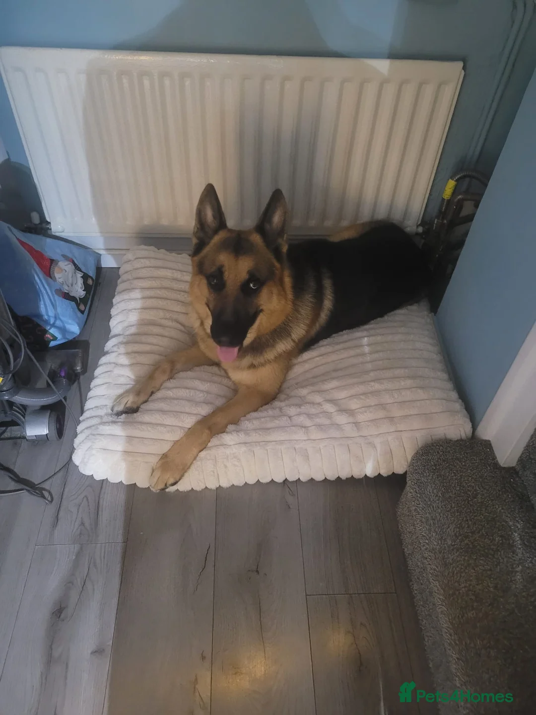 German Shepherd dogs for sale: 3 year old German shepherd  - Advert 2