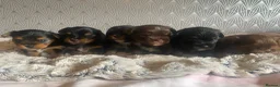 Yorkshire Terrier dogs for sale: 🐾 Cute puppies are looking for a loving home! 🐾 - Advert 6
