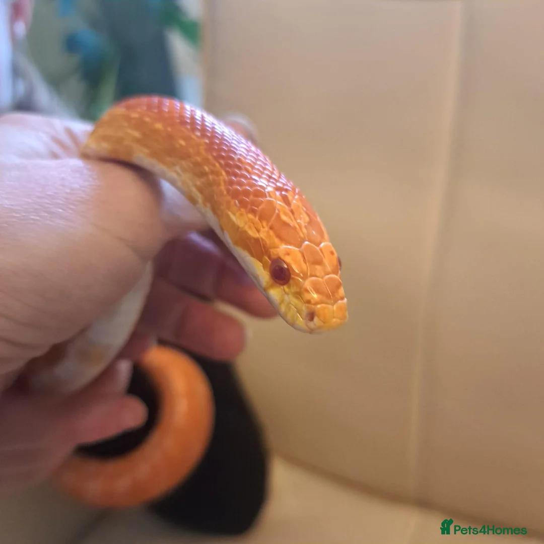 Corn Snake reptiles for sale: Corn snake with vivvarium in Ivybridge - Advert 2