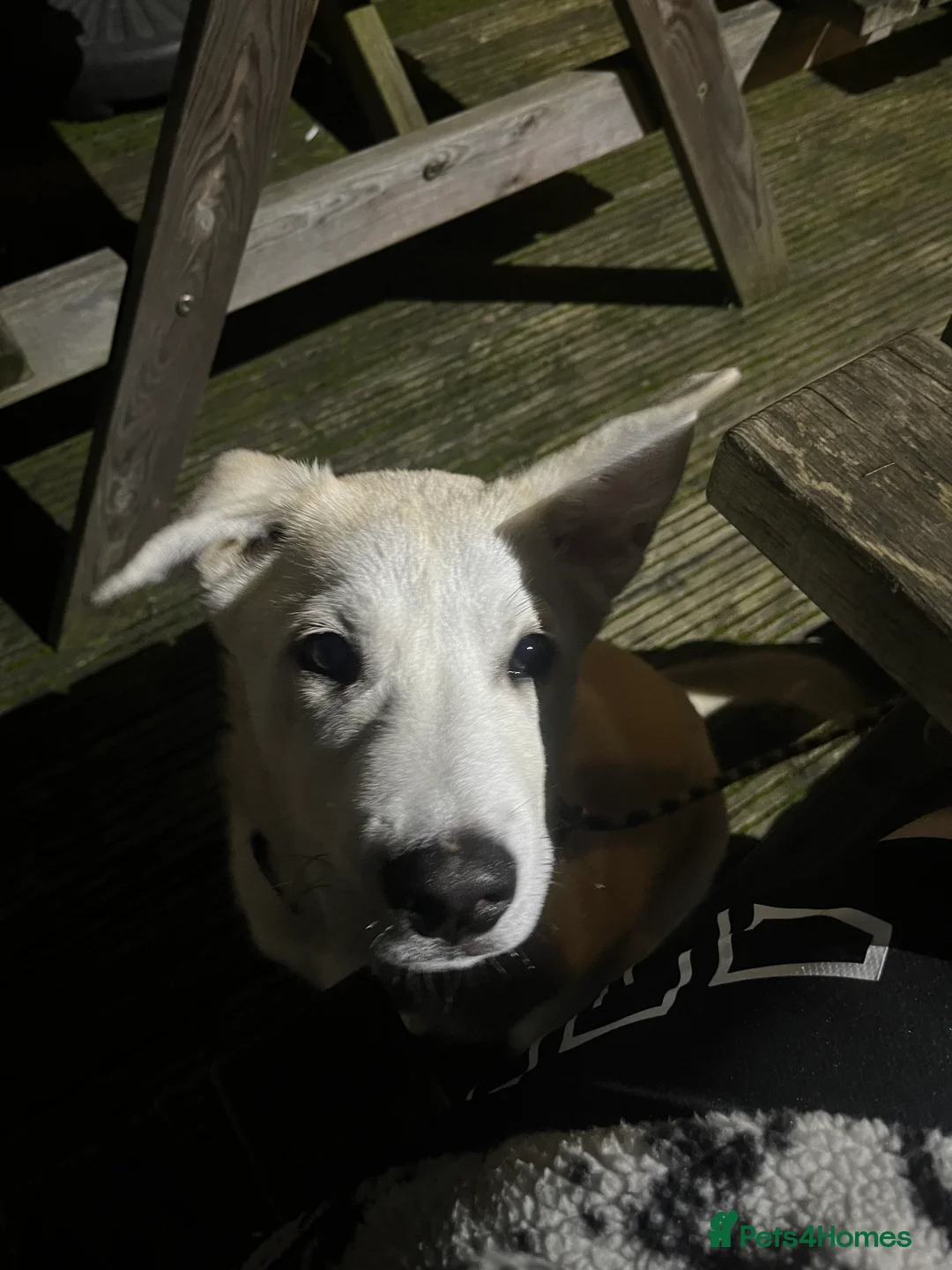 Shepsky dogs for sale: Beautiful shepsky puppy  - Advert 2