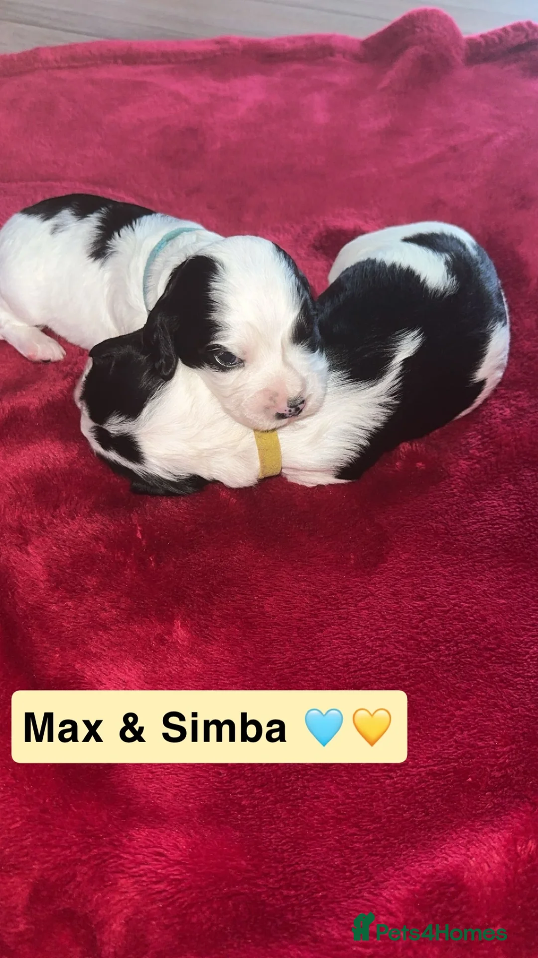 Cocker Spaniel dogs for sale: Beautiful litter of working cocker spaniels  - Advert 14