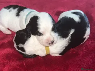 Cocker Spaniel dogs Beautiful litter of working cocker spaniels - Advert 3