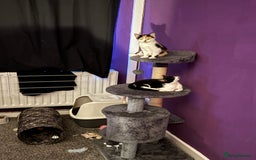 Mixed Breed cats for sale: 2 kittens - Advert 1