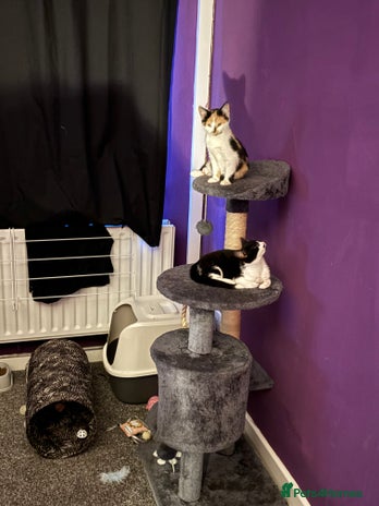 Mixed Breed cats 2 kittens - Advert 1