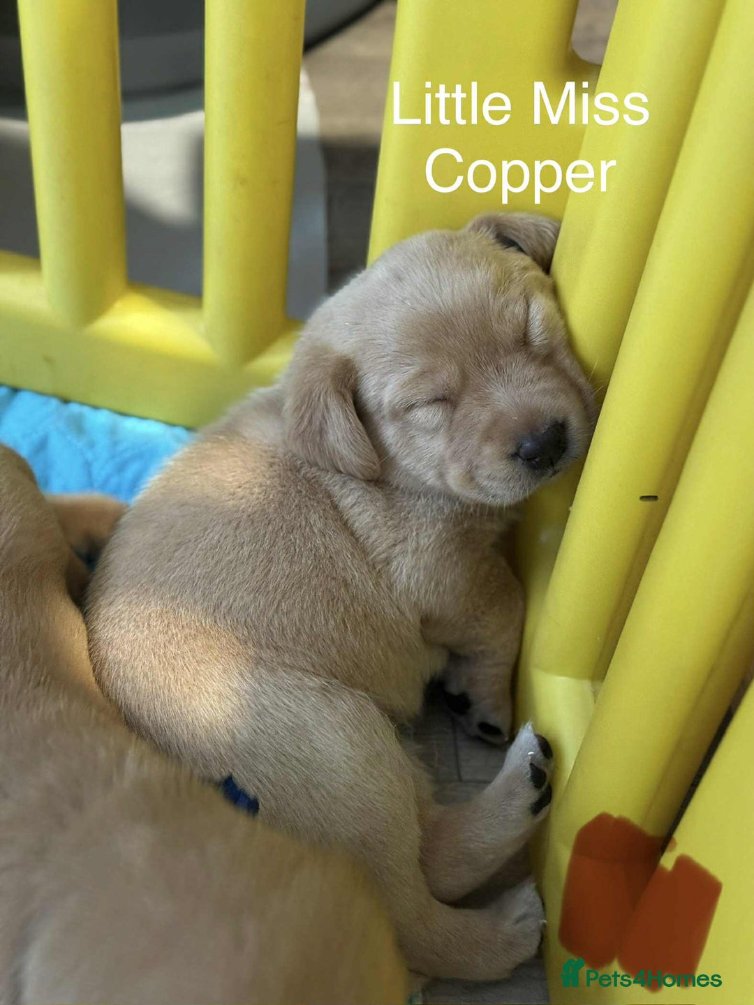 Labrador Retriever dogs for sale: Dudley Fox Red Labradors with FTCH in lineage - Advert 21