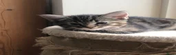 Mixed Breed cats for sale: Two beautiful kittens for sale - Advert 7