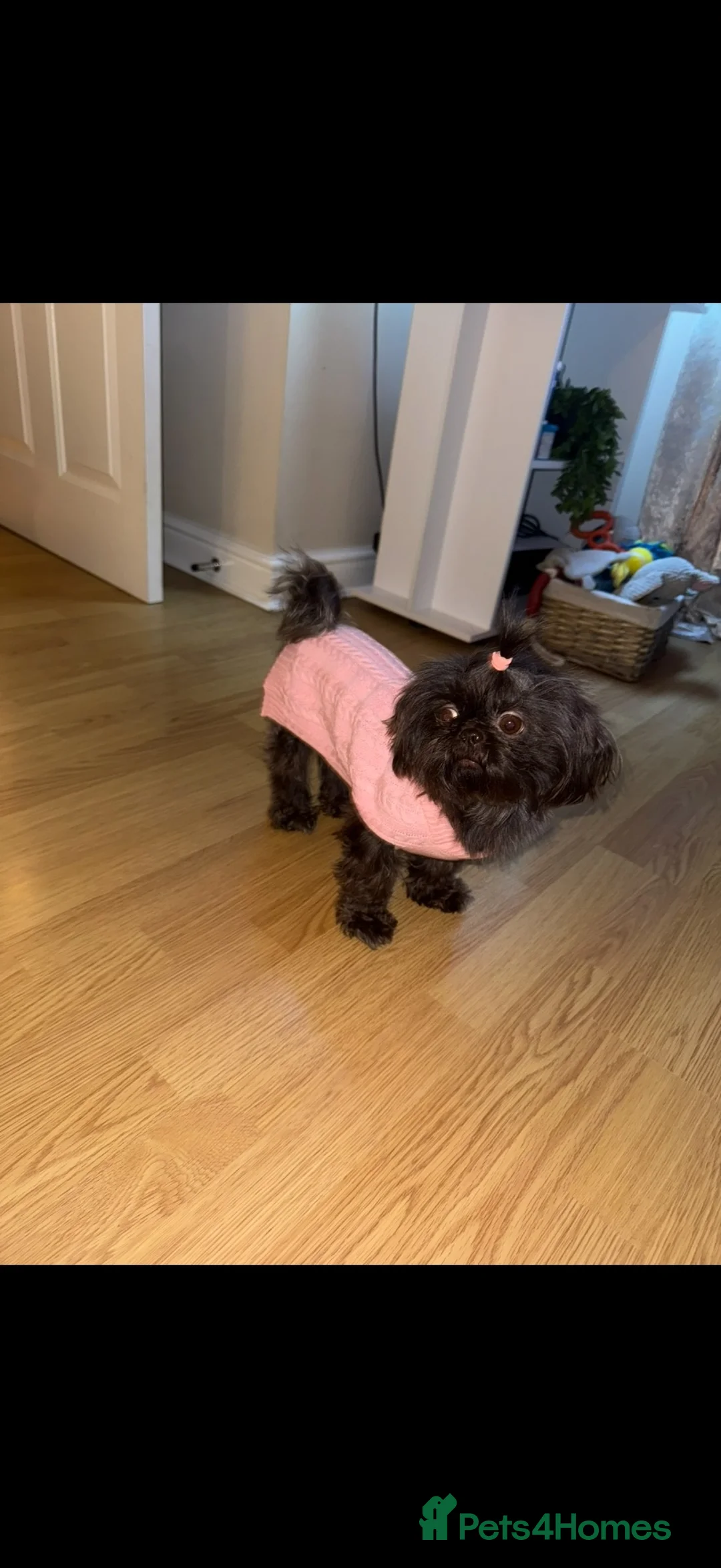 Shih Tzu dogs for sale: Kc registered imperial Shih Tzu  - Advert 18