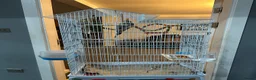 Cockatiels birds for sale: Pair of Cockatiel + Cage Full setup  - Advert 3