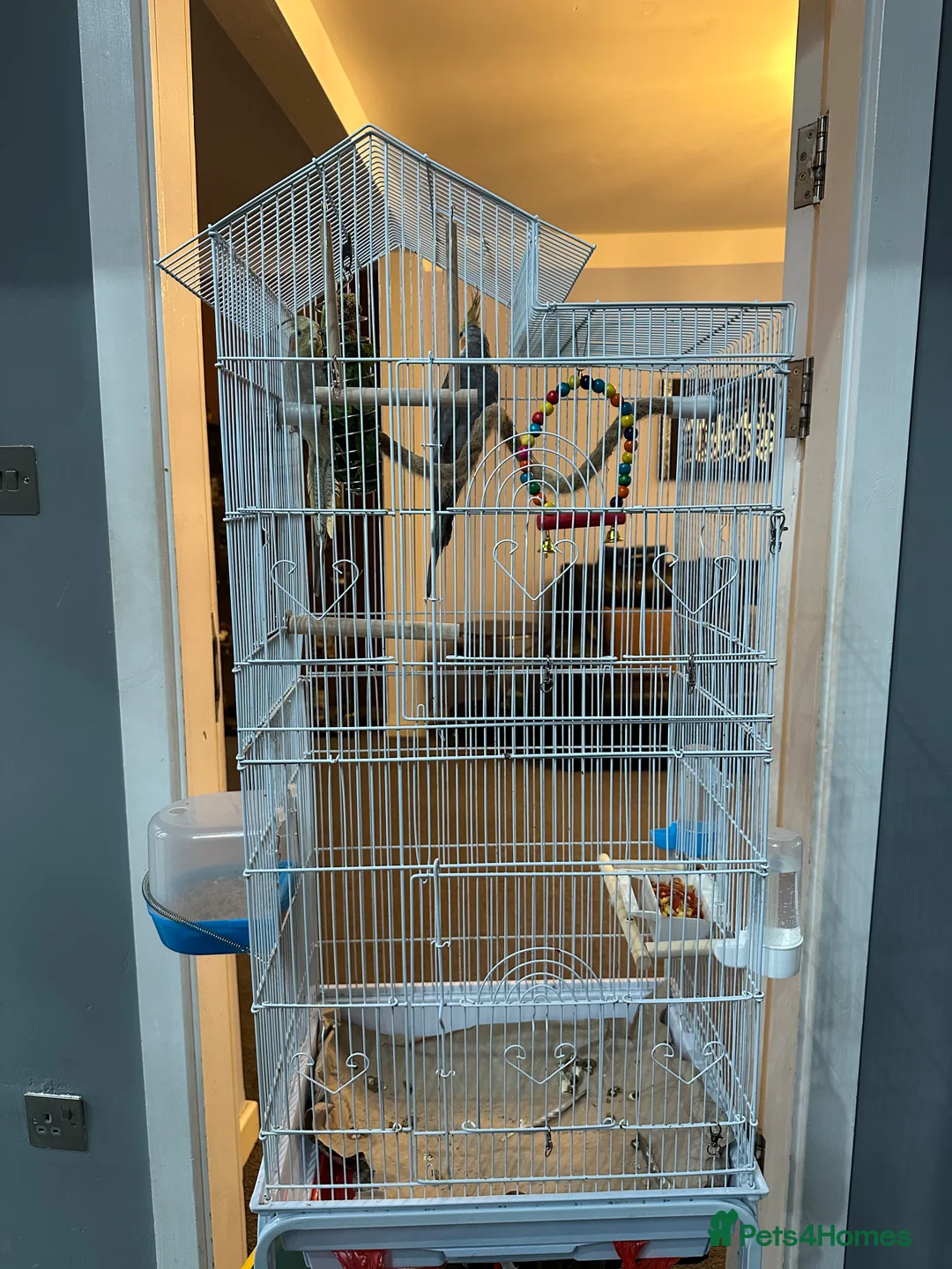 Cockatiels birds for sale: Pair of Cockatiel + Cage Full setup  - Advert 3