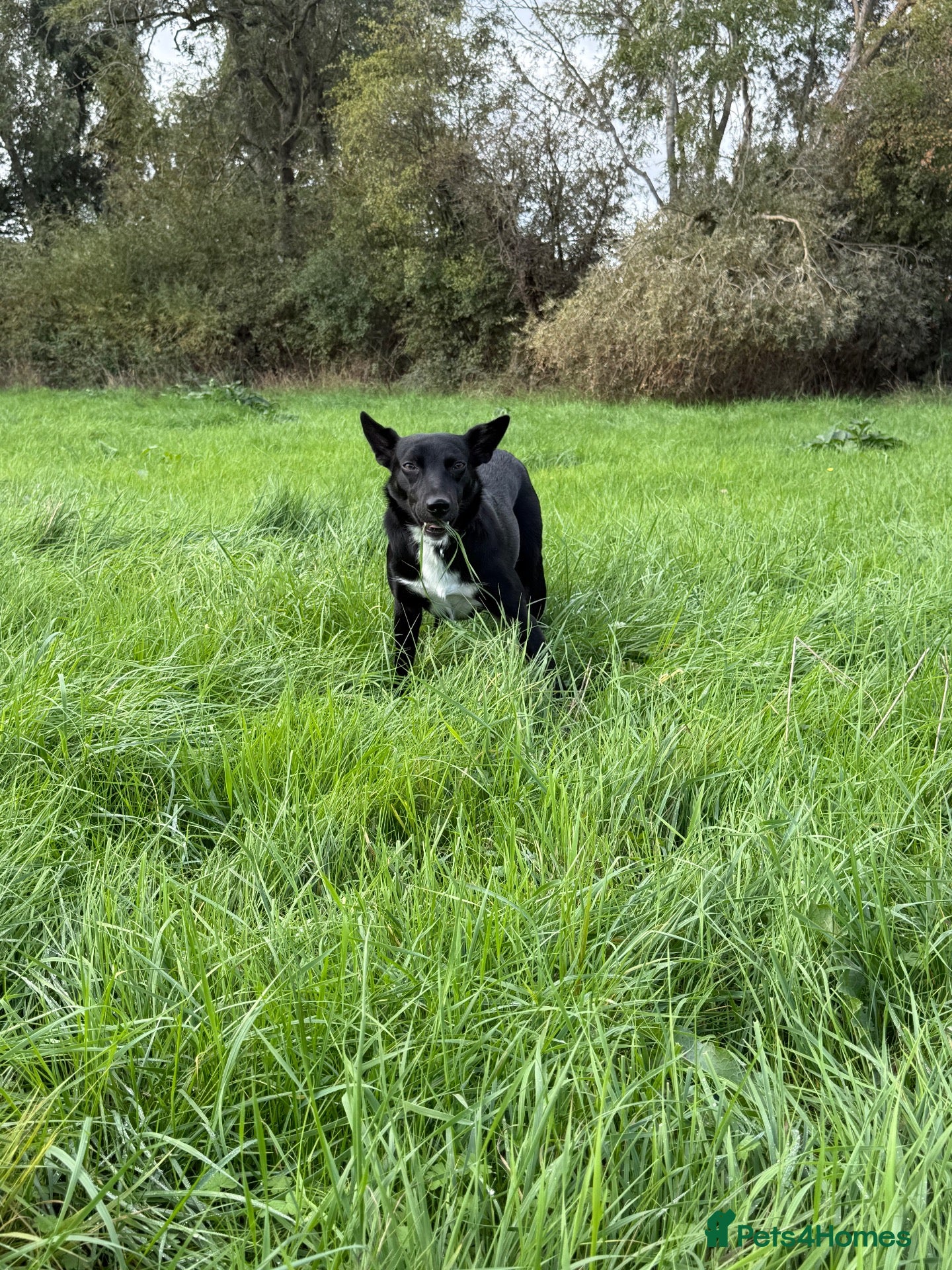 Mixed Breed dogs LOOKING FOR JOKO’S FOREVER HOME - Advert 2