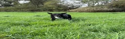 Mixed Breed dogs for sale: LOOKING FOR JOKO’S FOREVER HOME in Worcester - Advert 1