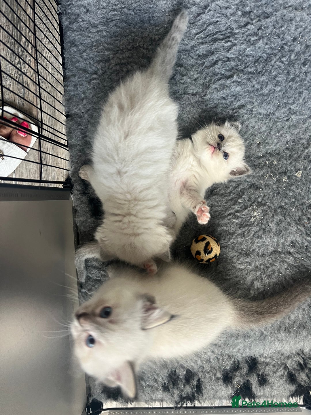 Ragdoll cats for sale: 5 Gccf registered Ragdoll kittens available  - Image 7