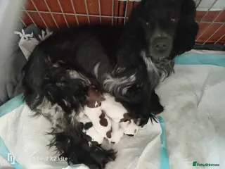 Cocker Spaniel dogs Working Cocker Spaniel Puppies for Sale - Advert 1