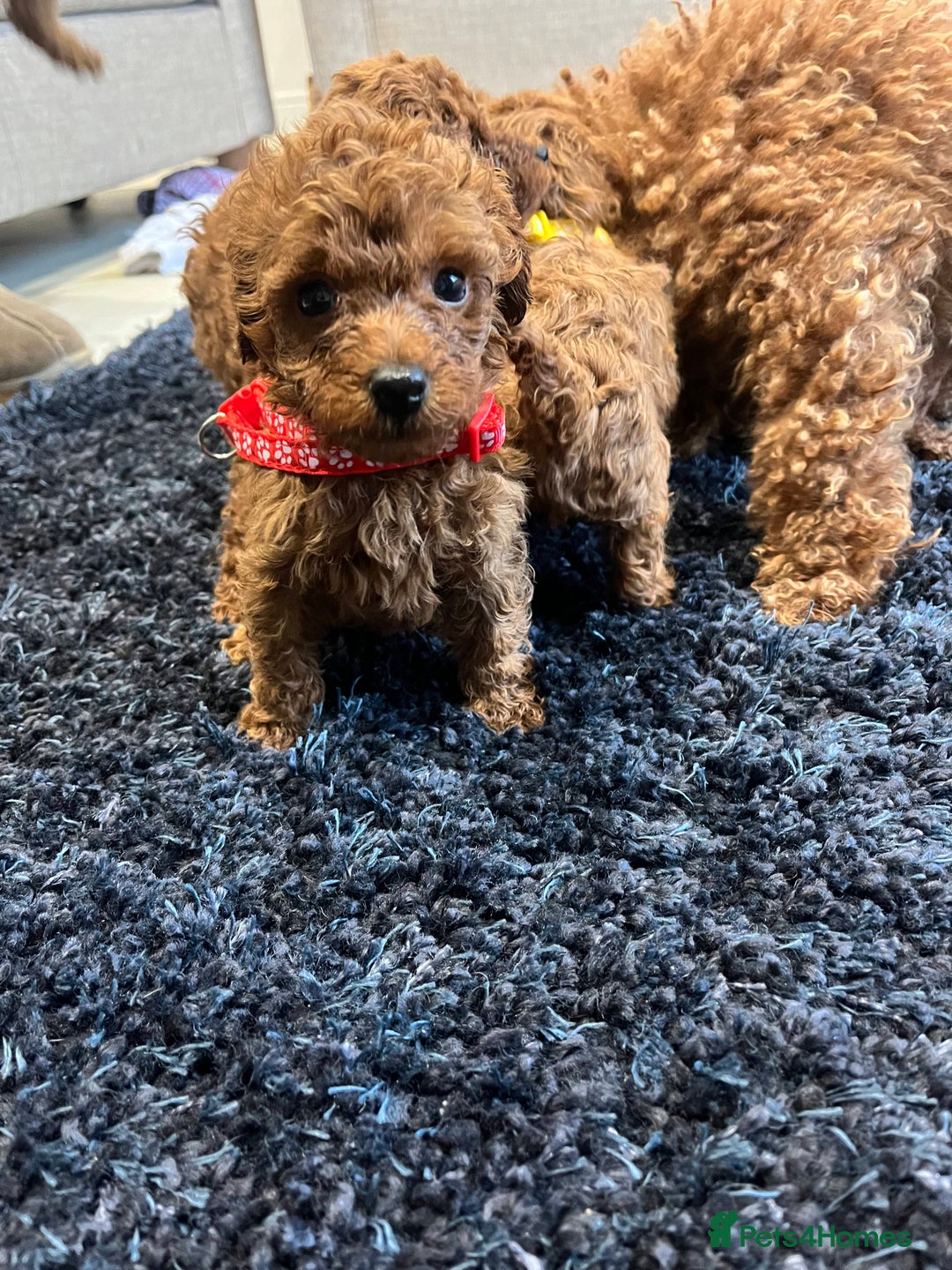 Miniature Poodle dogs for sale: FOX Red Miniature Poodles!!! 400 Health Tests!! - Advert 20