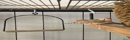 Finches birds for sale: Zebra Finch breeding pair and 2 x female juveniles - Advert 6