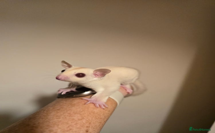 Sugar Glider rodents - Advert 2