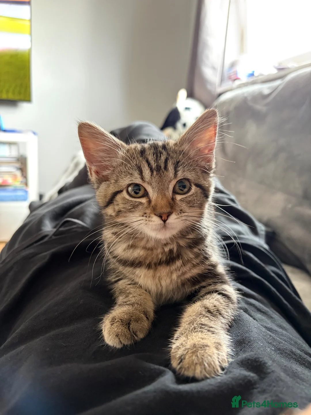 Mixed Breed cats for sale: Mixed breed female in Reading - Advert 3